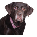 dog insurance for older dogs