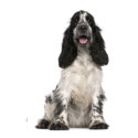 Cocker Spaniel Pet Insurance