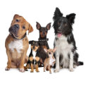 Multiple Pets Insurance