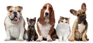 Multi Pet Insurance