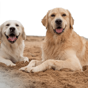 Pet Insurance Accident Policy