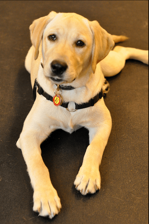 Pet Insurance for Labrador Retrievers