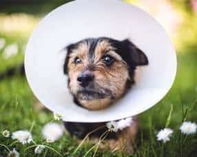 pet insurance complaints
