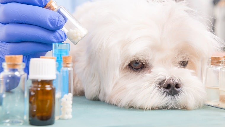 Alternative Medicine Pet Insurance