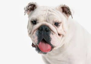 Pet Insurance Bulldog Breeds