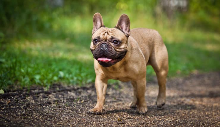 French Bulldog Pet Insurance