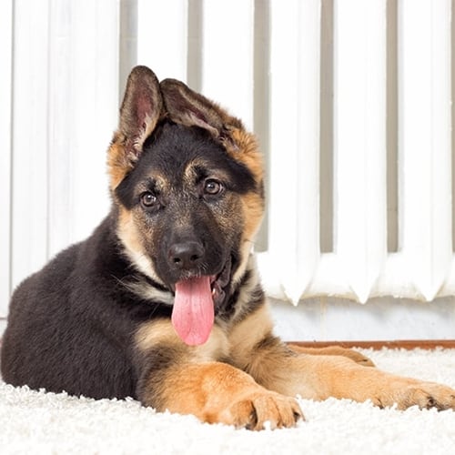 German Shepherd Dog Pet Insurance