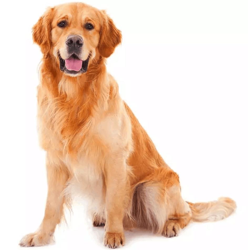 Pet Insurance for Golden Retrievers » The Pet Insurance Guide