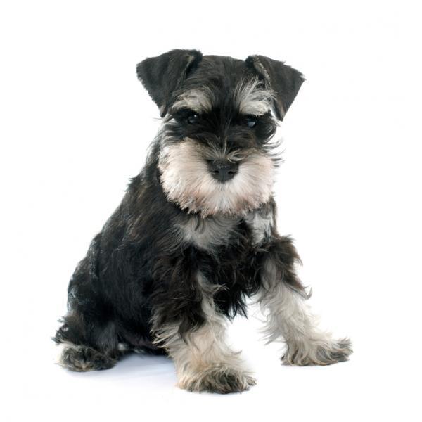 Miniature Schnauzer Pet Insurance