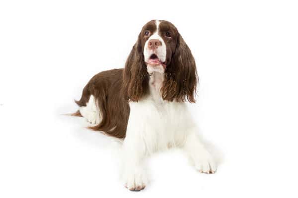 Springer Spaniel Pet Insurance