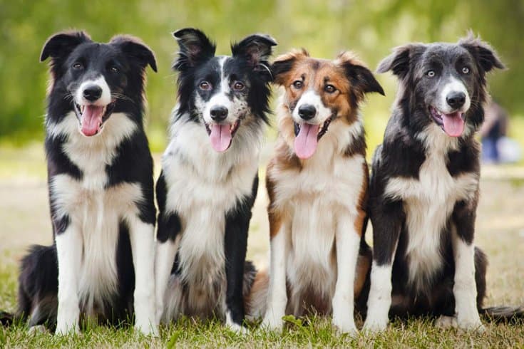 Border Collie Pet Insurance